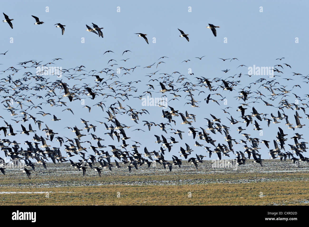 Red-breasted Geese (Branta ruficollis), flying in formation, Black Sea coast, Bulgaria, Europe Stock Photo