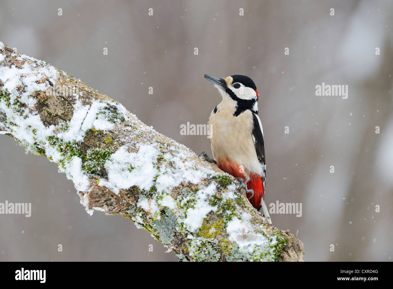 Great Spotted Woodpecker (Dendrocopos major) perched on a branch, Bulgaria, Europe Stock Photo