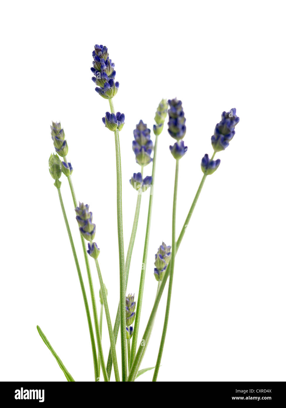 Lavandula angustifolia ‘Hidcote’ common name Lavender Stock Photo