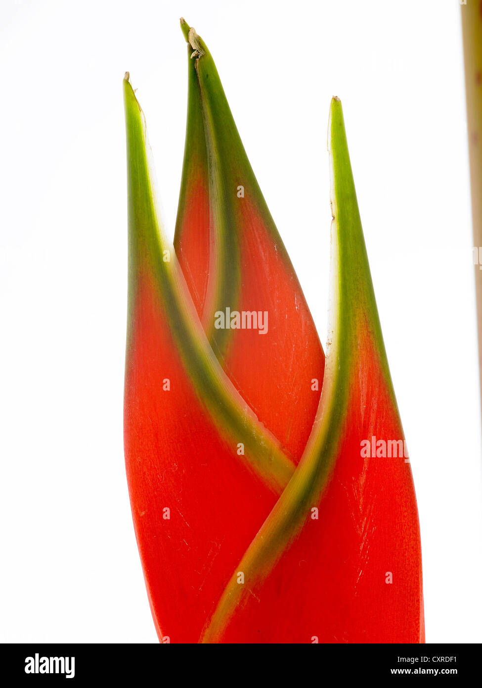 Heliconia stricta common name Lobster Claw, Wild Plantian close up Stock Photo