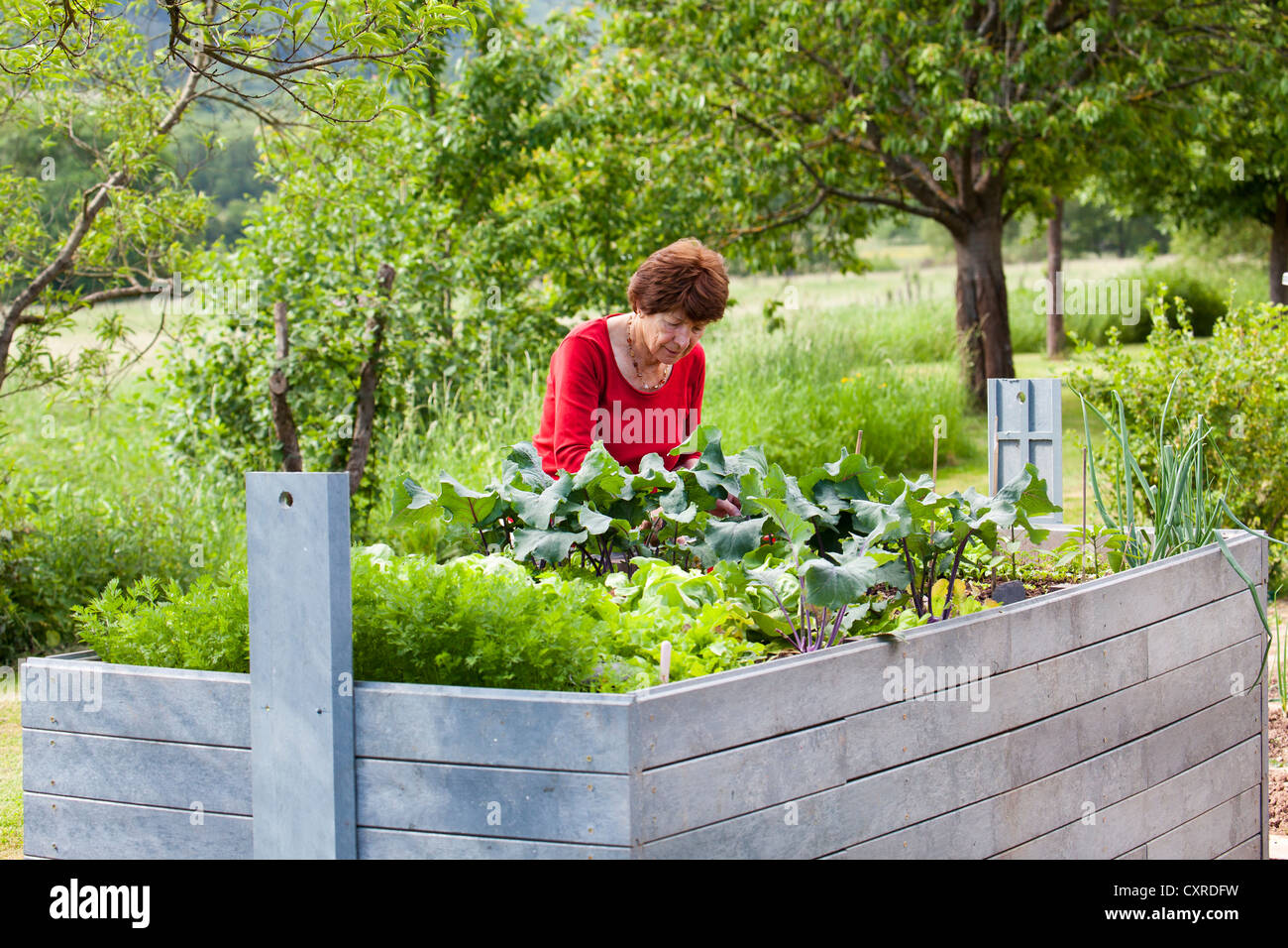 Elderly woman, retiree, 70-80 years old, working on a raised bed in a garden, Bengel, Rhineland-Palatinate, Germany, Europe Stock Photo