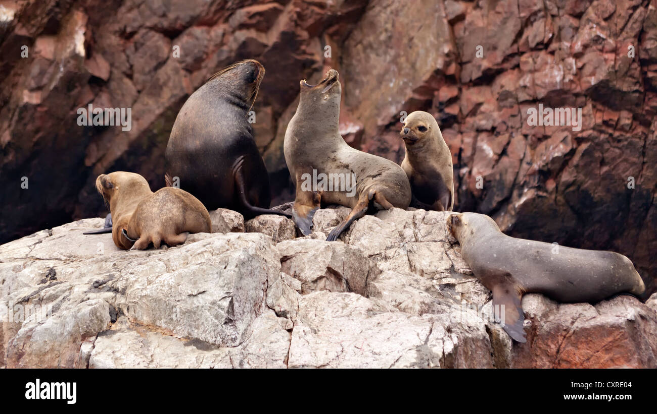 South American Sea Lions (Otaria flavescens), family on a cliff, Paracas, Peru, South America Stock Photo