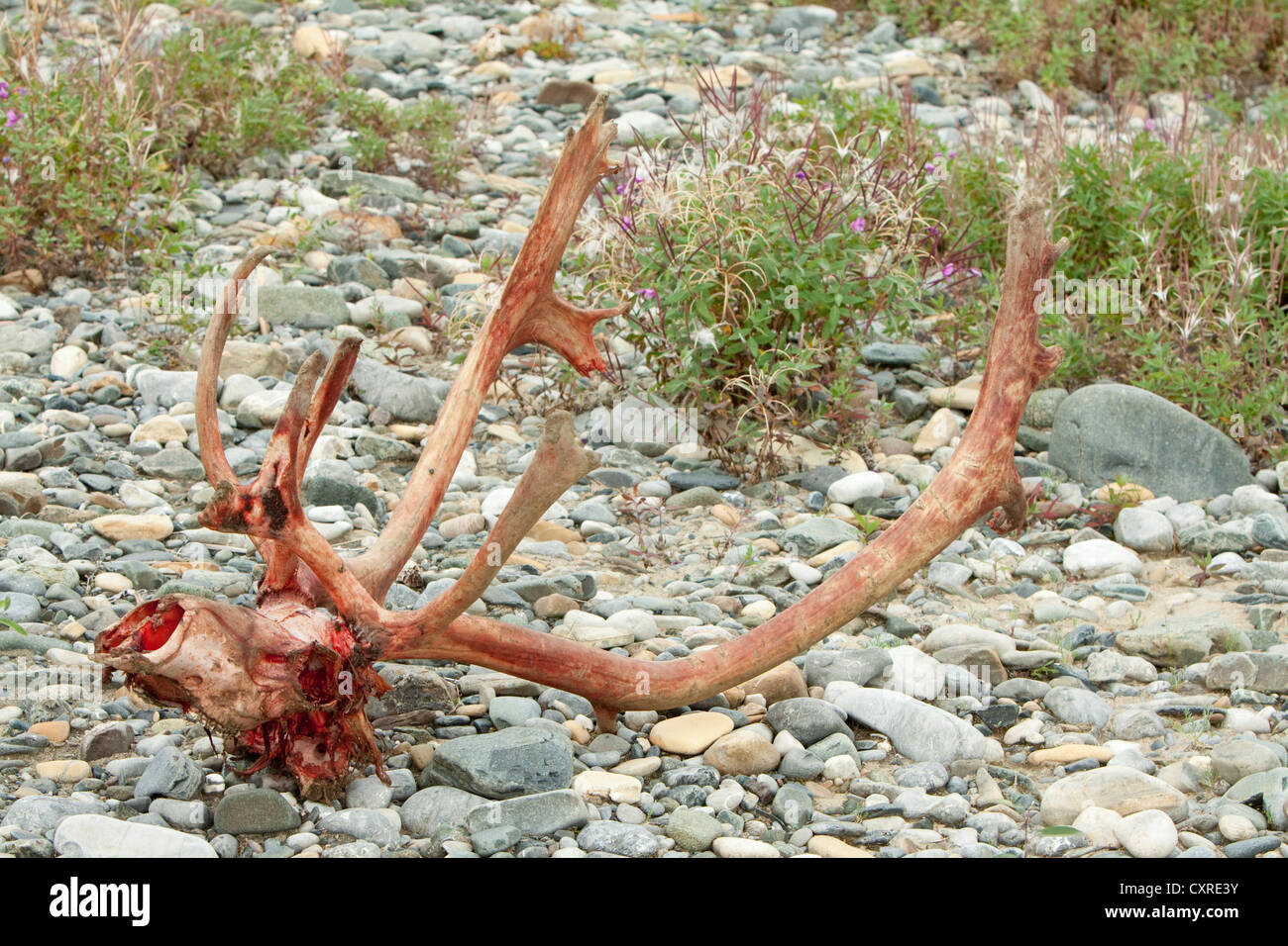 Bloody scull and antlers of a Caribou, Reindeer (Rangifer tarandus) bull, killed and eaten by wolves, shore of Wind River Stock Photo