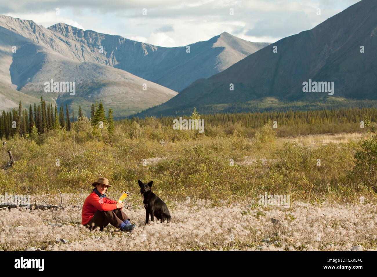 Young woman reading a book, relaxing, sitting in the grass, her dog, an Alaskan Husky, beside her, Cotton Grass, Northern Stock Photo