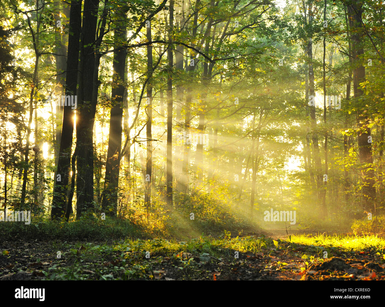 Autumn dawn in forest Stock Photo - Alamy