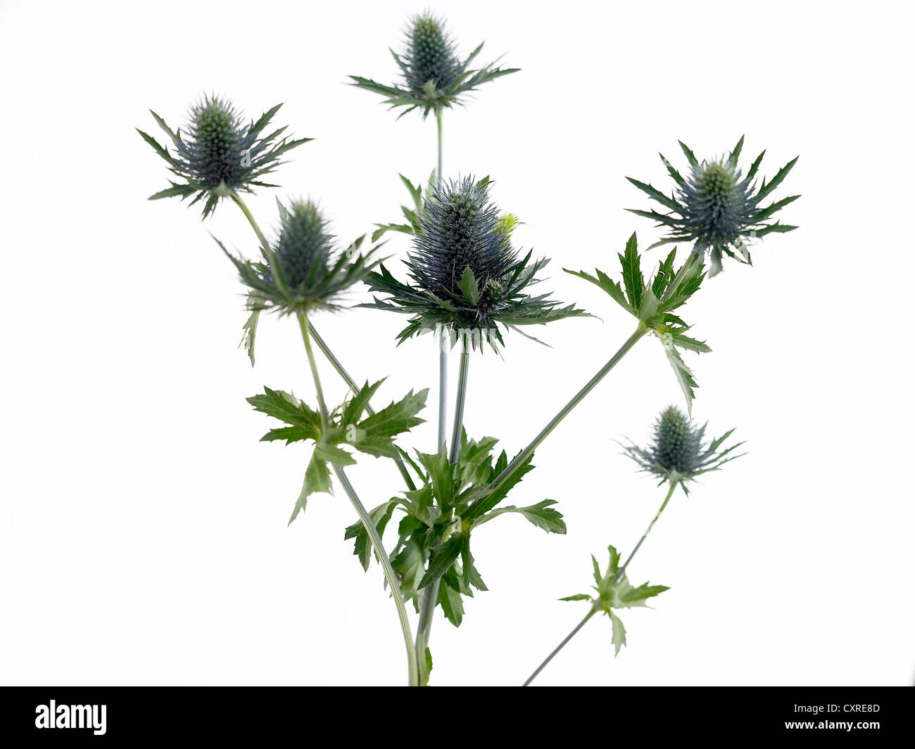 Eryngium ‘Orion’ common name Sea holly Stock Photo Alamy