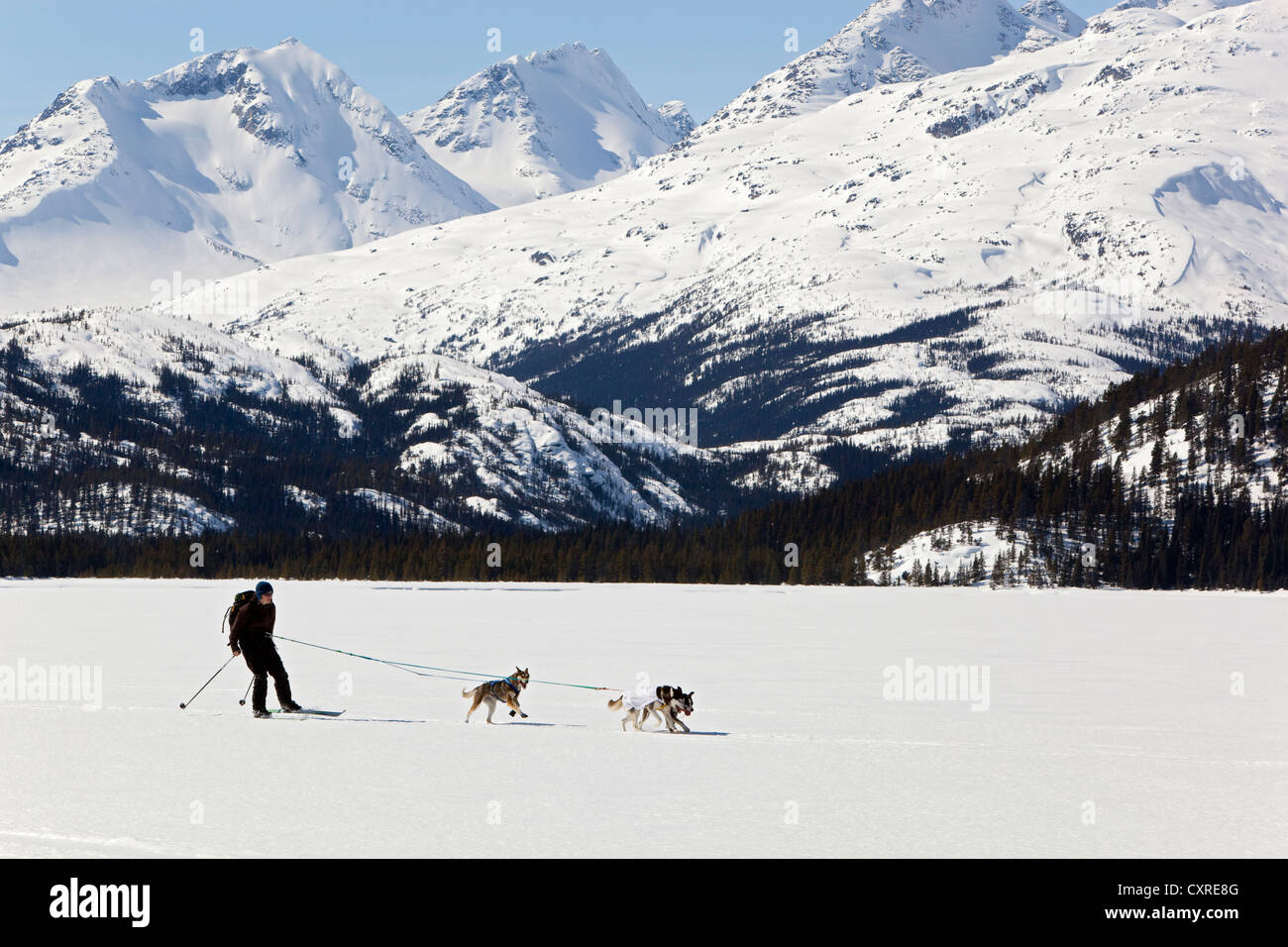 Woman skijoring, sled dogs pulling cross country skier, dog sport, Alaskan Huskies, frozen Lake Lindeman, mountains behind Stock Photo