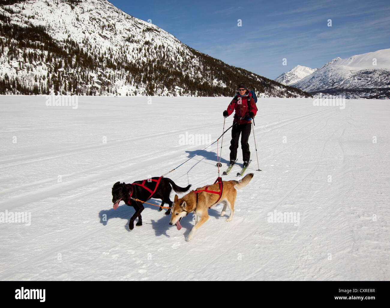 Woman skijoring, sled dogs pulling cross country skier, dog sport, Alaskan Huskies, frozen Lake Lindeman, mountains behind Stock Photo