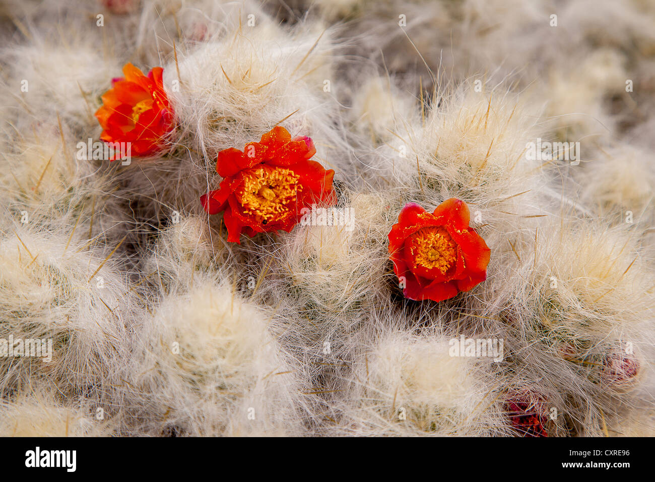 Three red cactus flowers, Cordillera Huayhuash mountain range, Andes, Peru, South America Stock Photo
