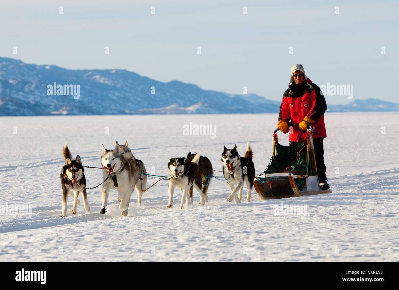 Woman, musher running, driving a dog sled, team of sled dogs, Alaskan Huskies, Mountains behind, frozen Lake Laberge Stock Photo
