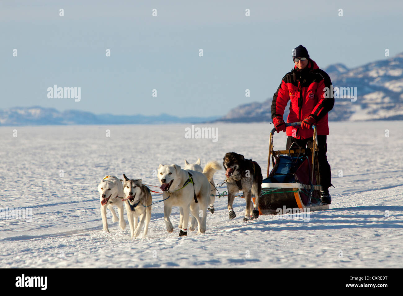 Musher running, driving a dog sled, team of sled dogs, two white leaders, lead dogs, Alaskan Huskies, Mountains behind Stock Photo