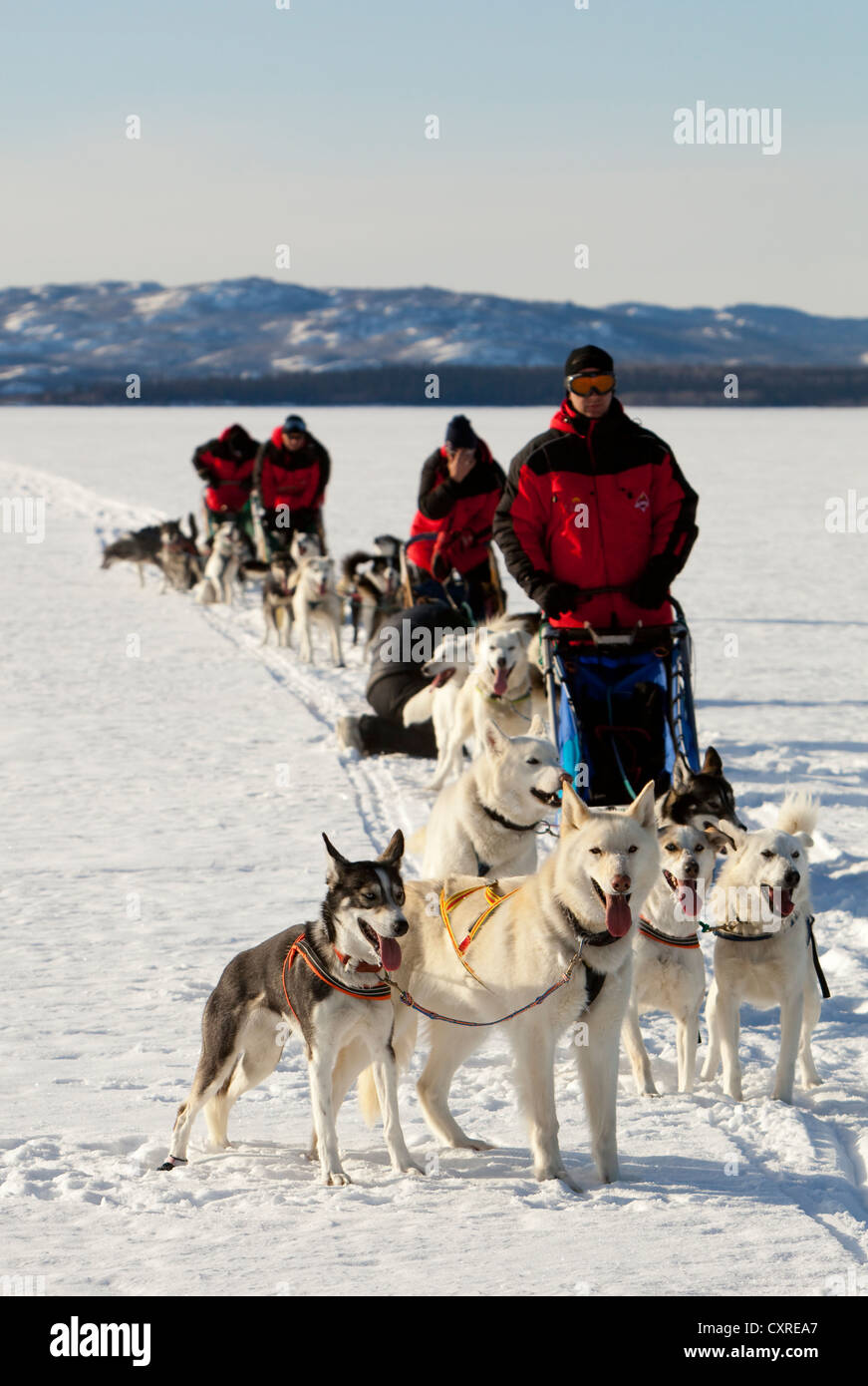 Mushers with dog sleds, teams of sled dogs, white leaders, lead dogs, Alaskan Huskies, Mountains behind, frozen Lake Laberge Stock Photo