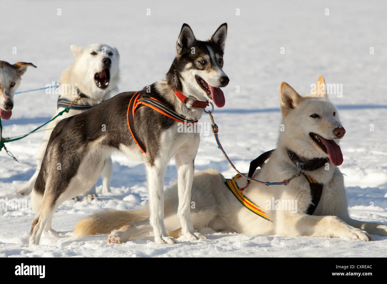 Sled dogs, lead dogs, Alaskan Huskies, in harness, panting, resting in snow, frozen Lake Laberge, Yukon Territory, Canada Stock Photo
