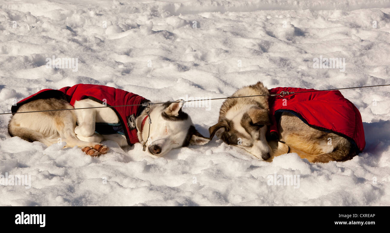 Two sled dogs with dog coats resting, sleeping in snow and sun, curled