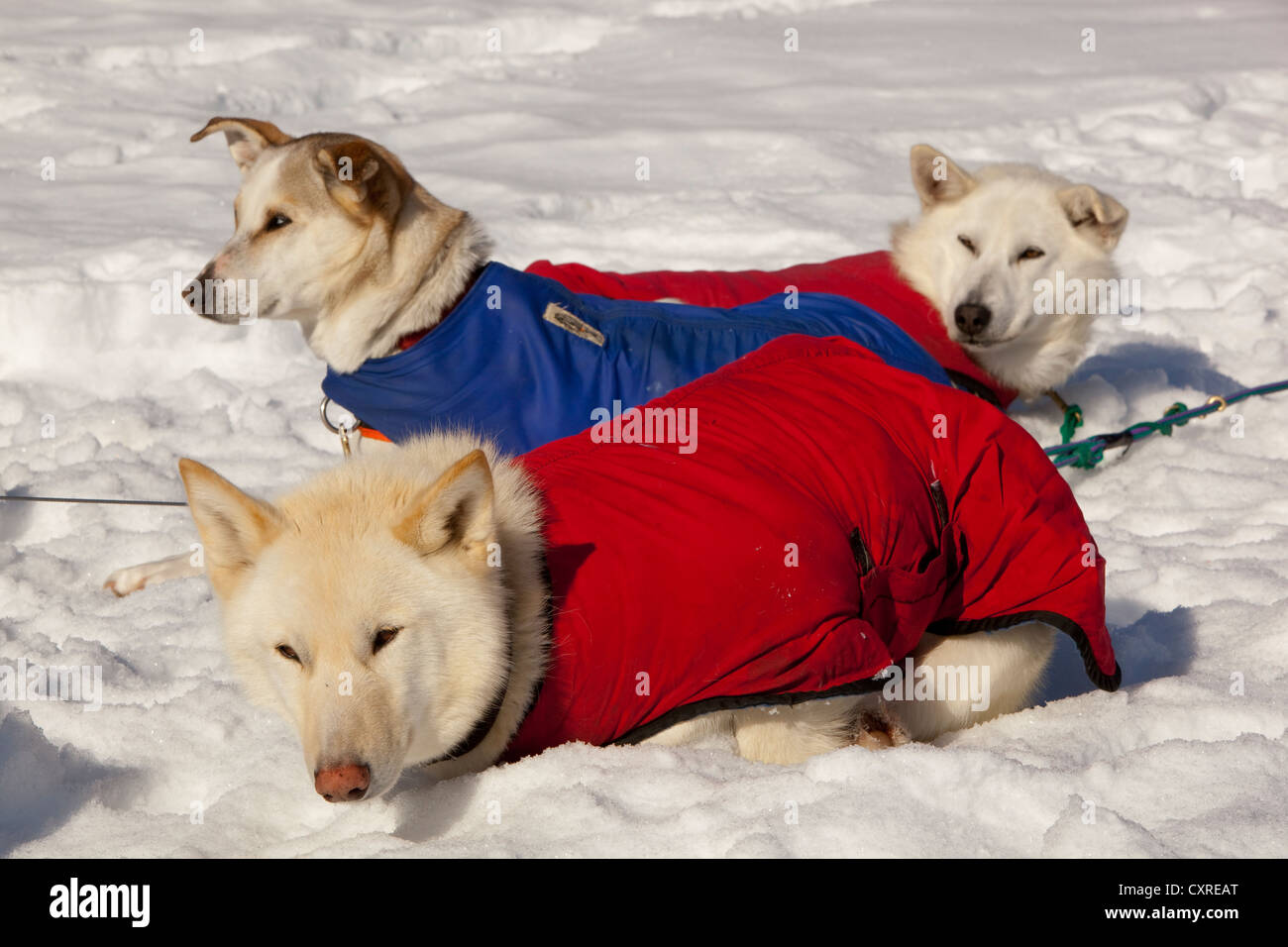 White sled dogs with dog coats resting in snow and sun, stake out cable, Alaskan Huskies, Yukon Territory, Canada Stock Photo