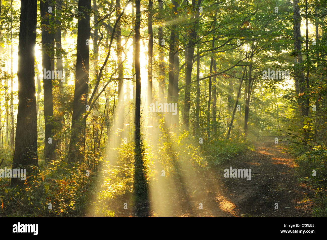 Autumn dawn in forest Stock Photo - Alamy