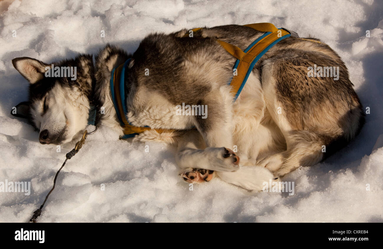 Sled dog in harness resting, sleeping in snow and sun, stake out cable, Alaskan Husky, Yukon Territory, Canada Stock Photo