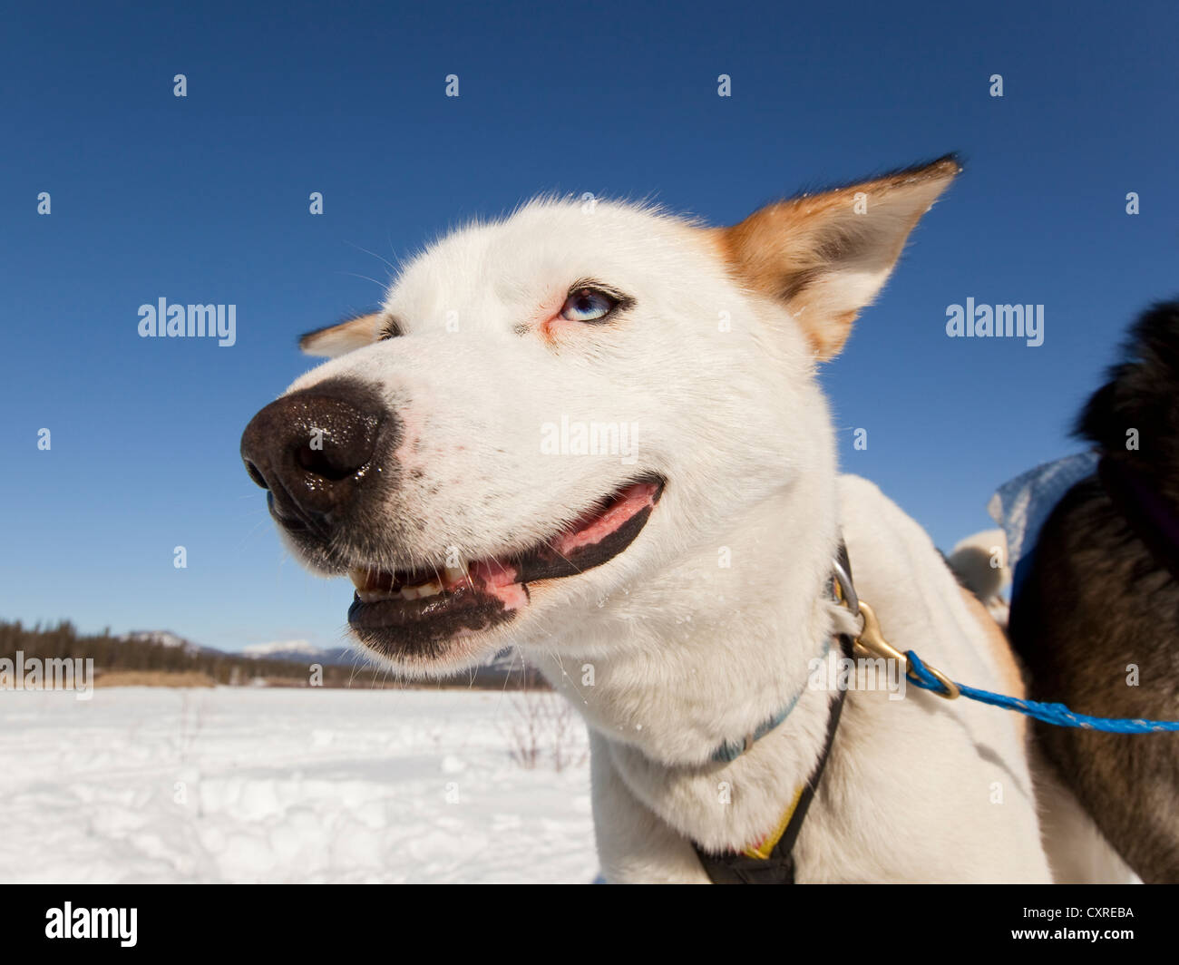 Portrait of sled dog, lead dog, Alaskan Husky, frozen Yukon River, Yukon Territory, Canada Stock Photo