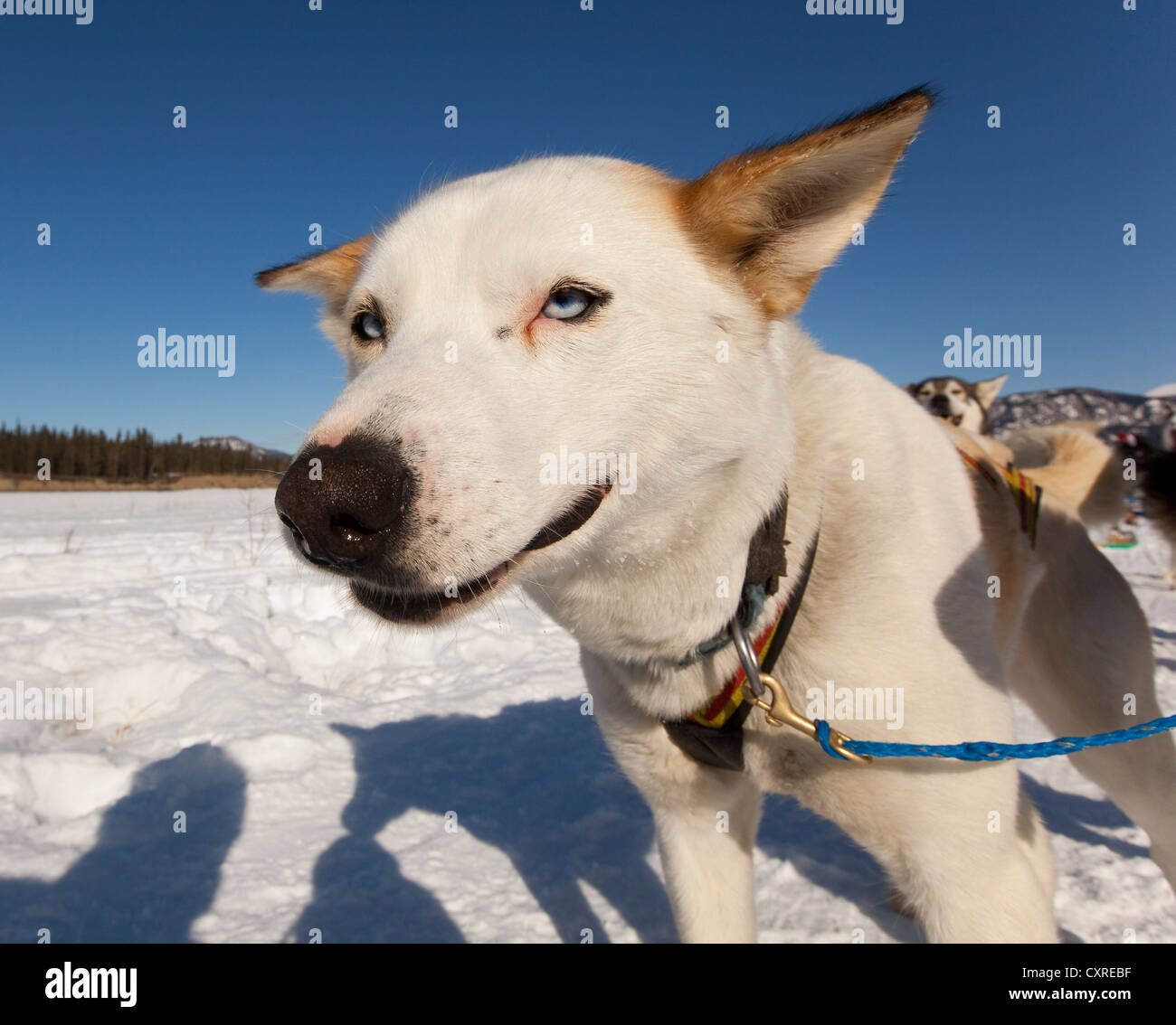 Portrait of sled dog, lead dog, Alaskan Husky, frozen Yukon River, Yukon Territory, Canada Stock Photo