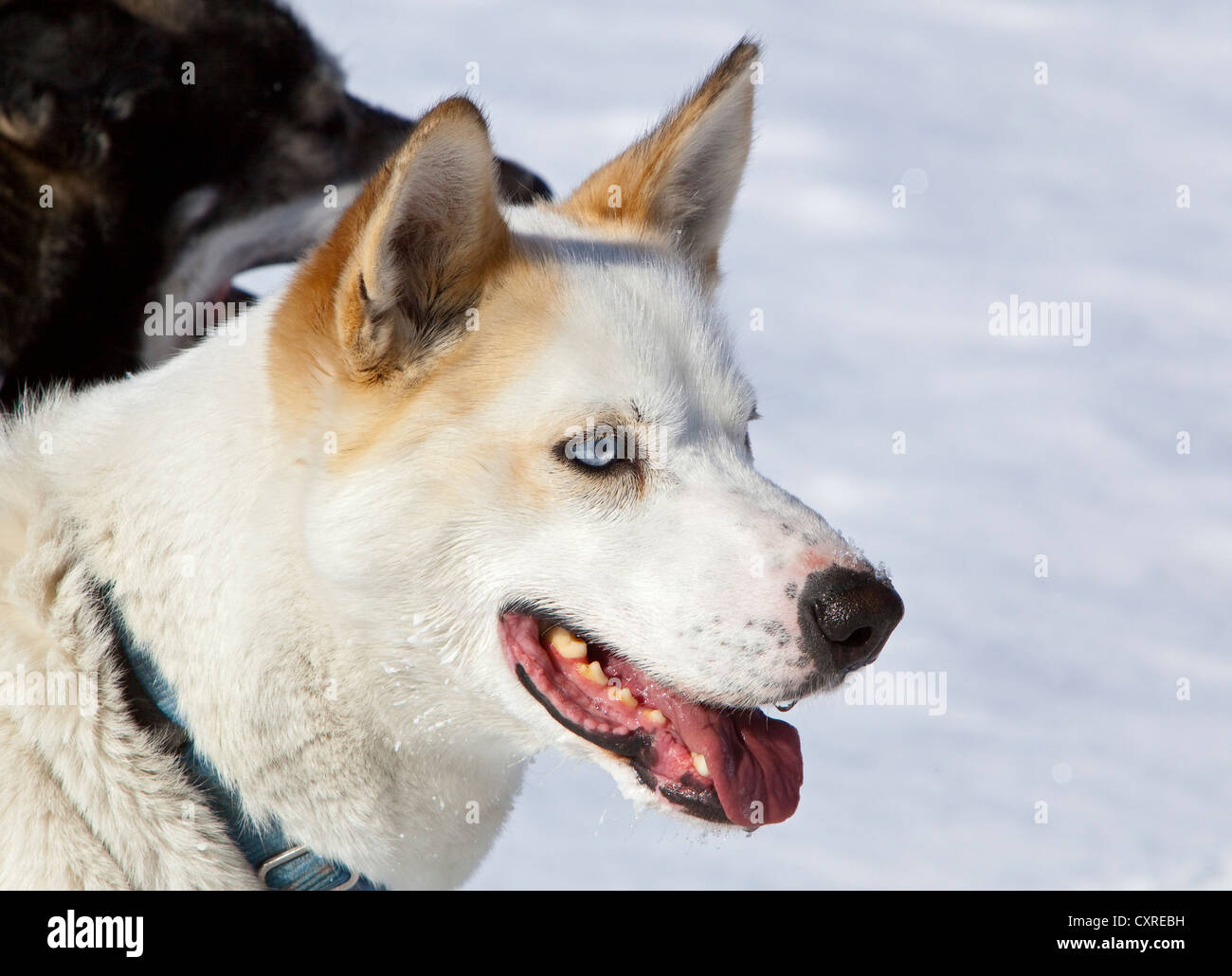 Portrait of a sled dog, lead dog, Alaskan Husky, panting, frozen Yukon River, Yukon Territory, Canada Stock Photo