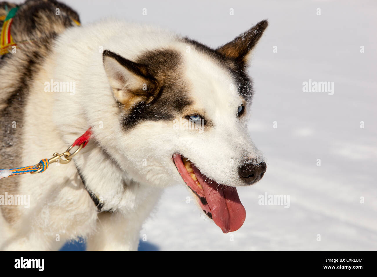 Sled dog, lead dog, Alaskan Husky, panting, frozen Yukon River, Yukon Territory, Canada Stock Photo