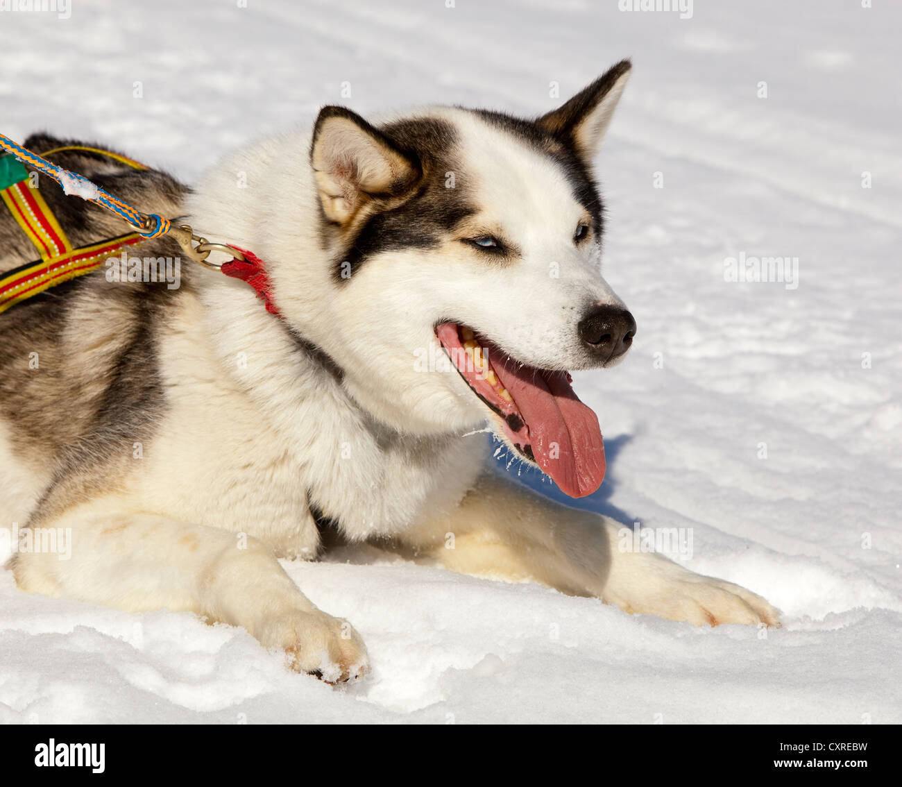 Sled dog, lead dog, Alaskan Husky, in harness, panting, resting in snow, frozen Yukon River, Yukon Territory, Canada Stock Photo