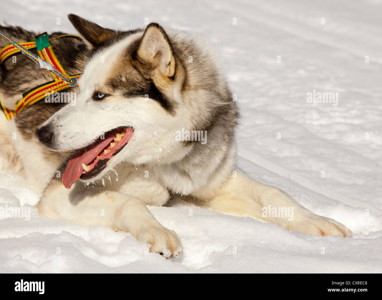 Sled dog, lead dog, Alaskan Husky, in harness, panting, resting in snow, frozen Yukon River, Yukon Territory, Canada Stock Photo