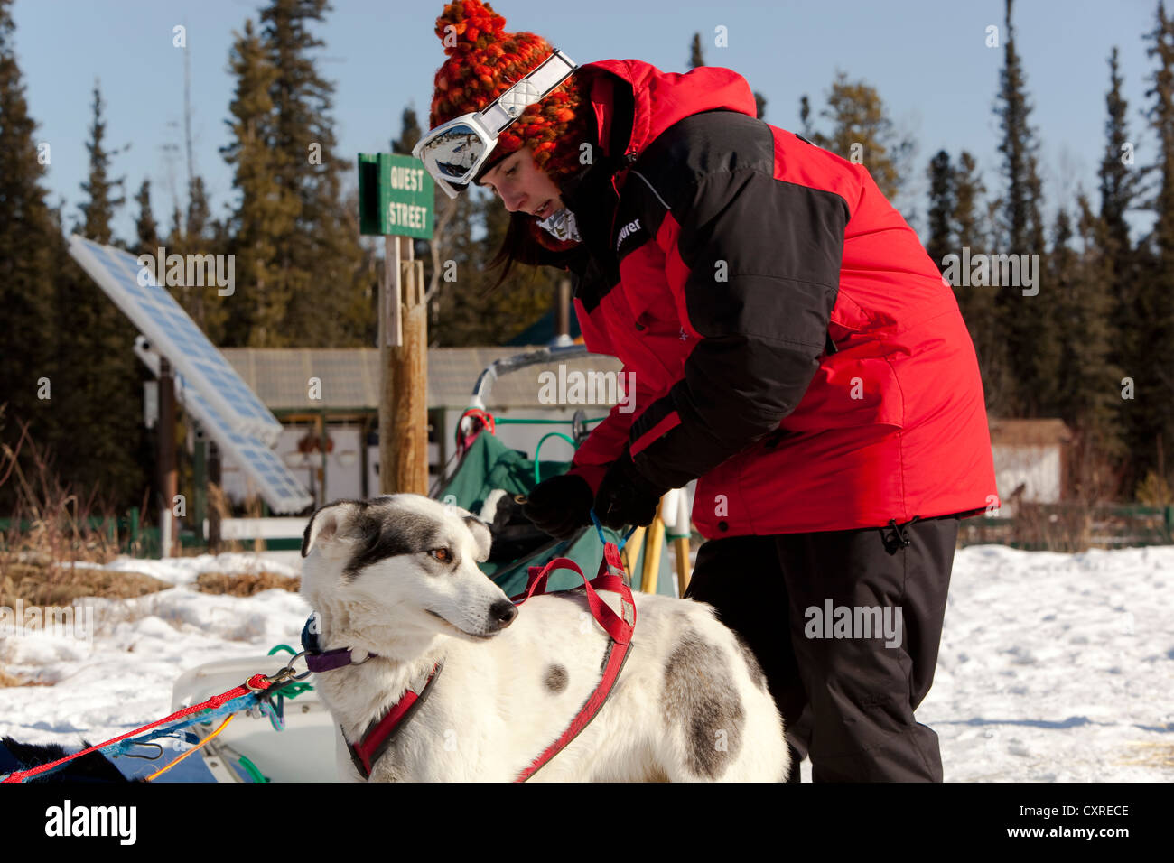 Young woman putting a harness on a sled dog, Alaskan Husky, harnessing, Yukon Territory, Canada Stock Photo
