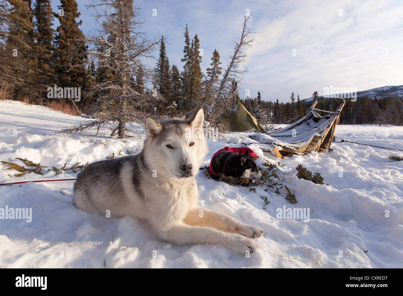 Sled dog, Siberian Husky resting in snow, dog sled, camp, teepee behind, Yukon Territory, Canada Stock Photo