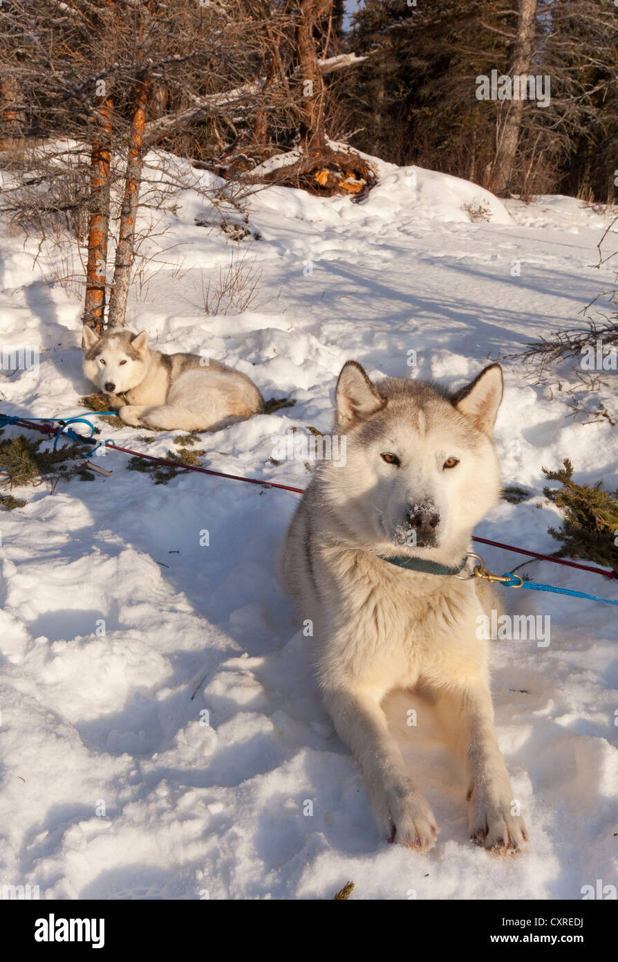 Sled dogs, Siberian Huskies, resting in snow, Yukon Territory, Canada Stock Photo