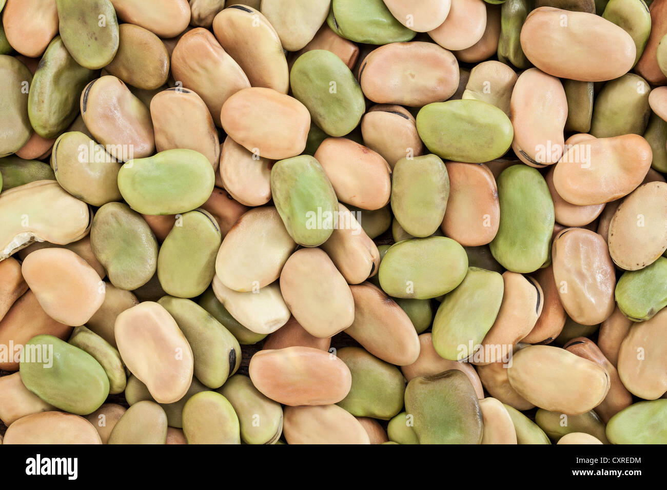 background and texture of dried fava (broad) bean Stock Photo