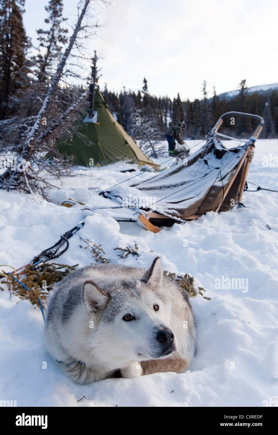 Sled dog, Siberian Husky resting in snow, dog sled, camp, teepee behind, Yukon Territory, Canada Stock Photo