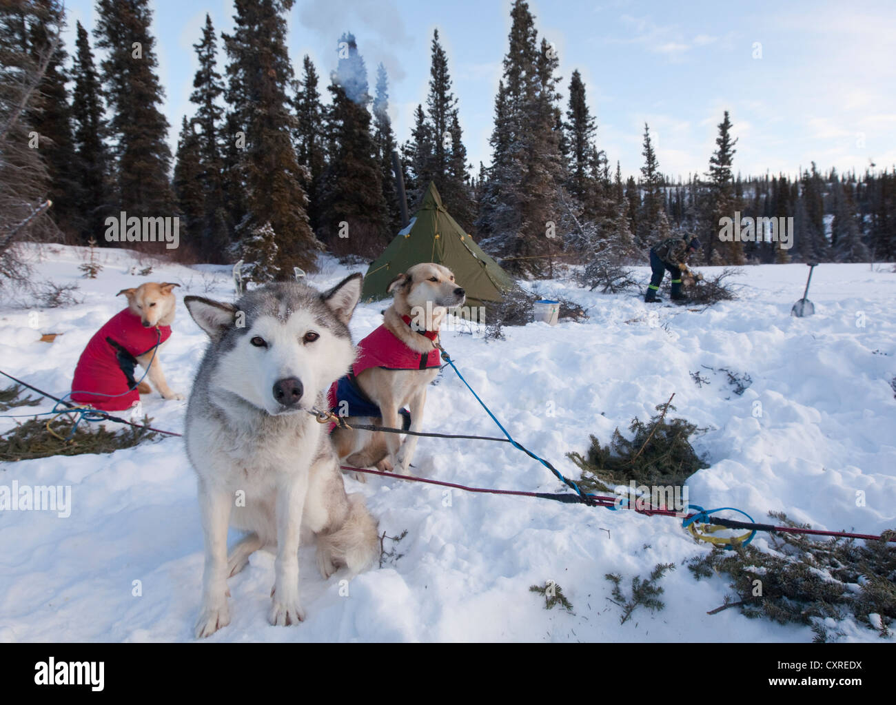 Sled dogs, Siberian Huskies, resting in snow, stake out cable, camp, teepee behind, Yukon