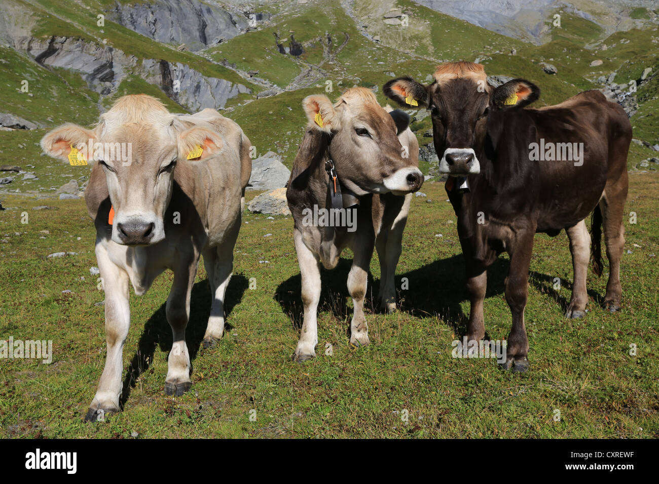 Cows in Switzerland Stock Photo