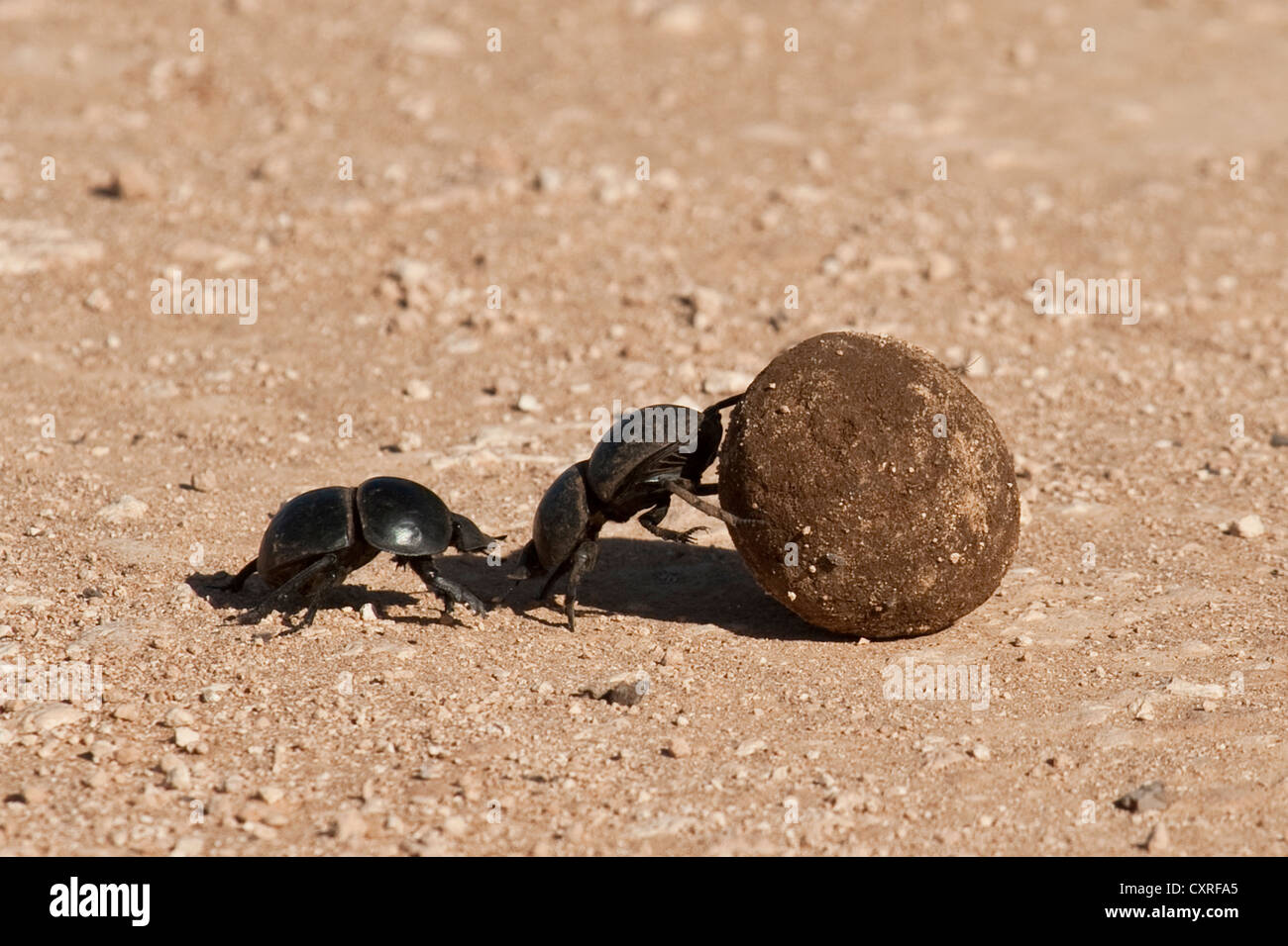 Team of African dung beetles rolling dung across track Stock Photo