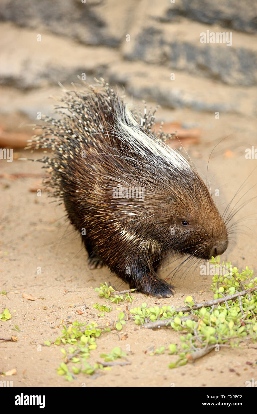 South African Porcupine (Hystrix africaeaustralis), foraging, South Africa, Africa Stock Photo