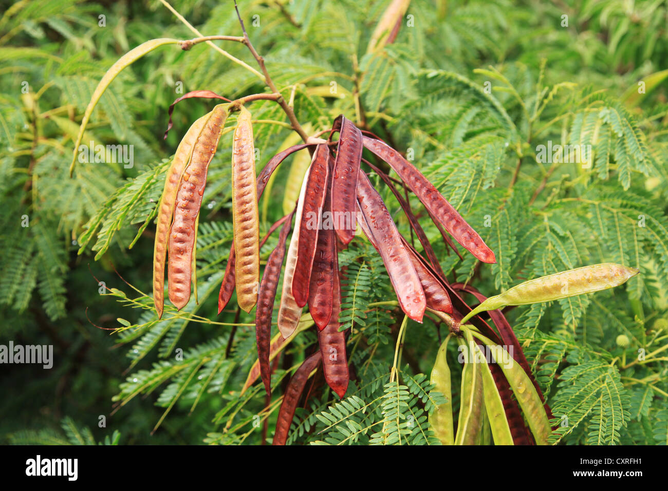Carob beans in Guadeloupe Stock Photo