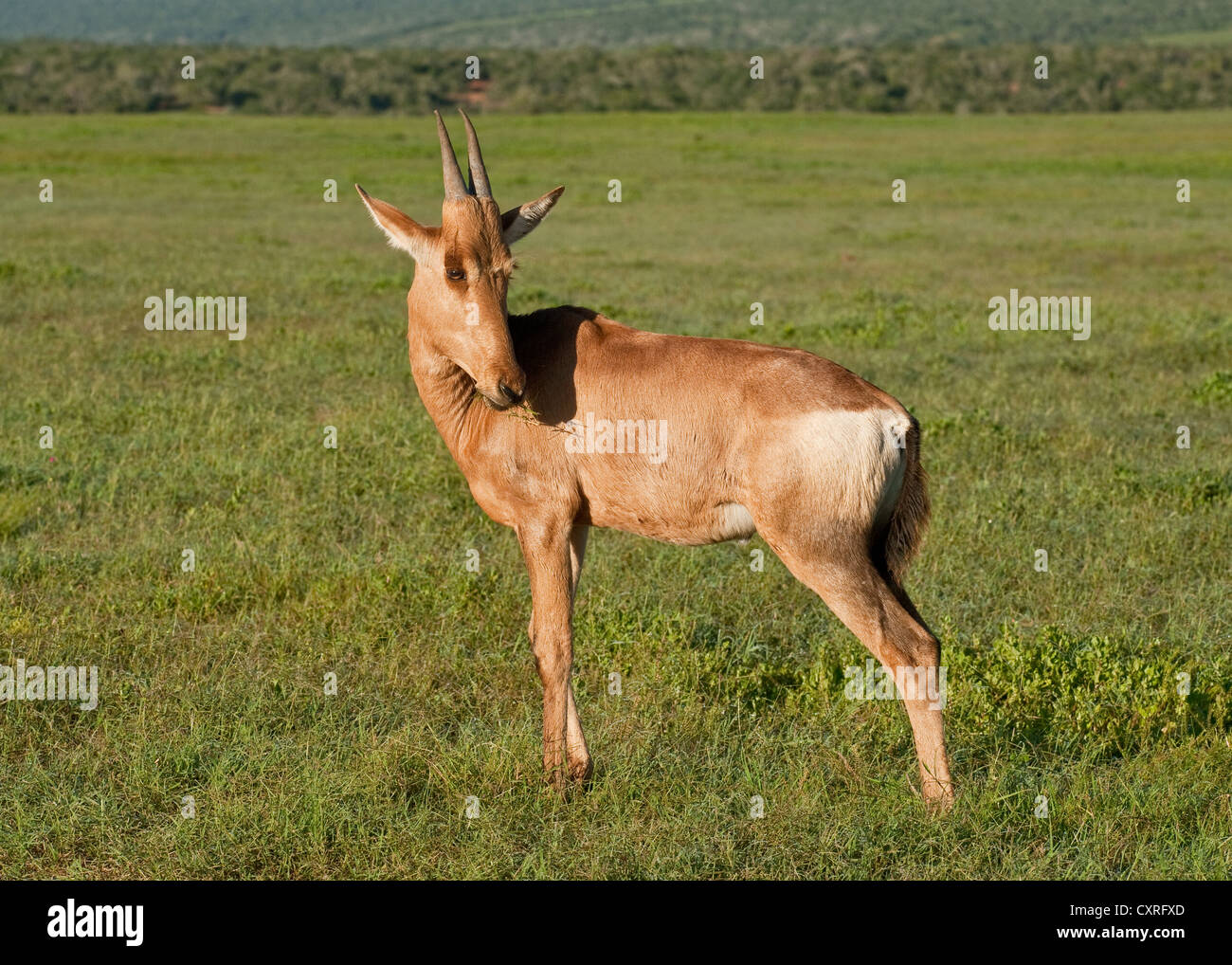 African hartebeest antelope hi-res stock photography and images - Alamy