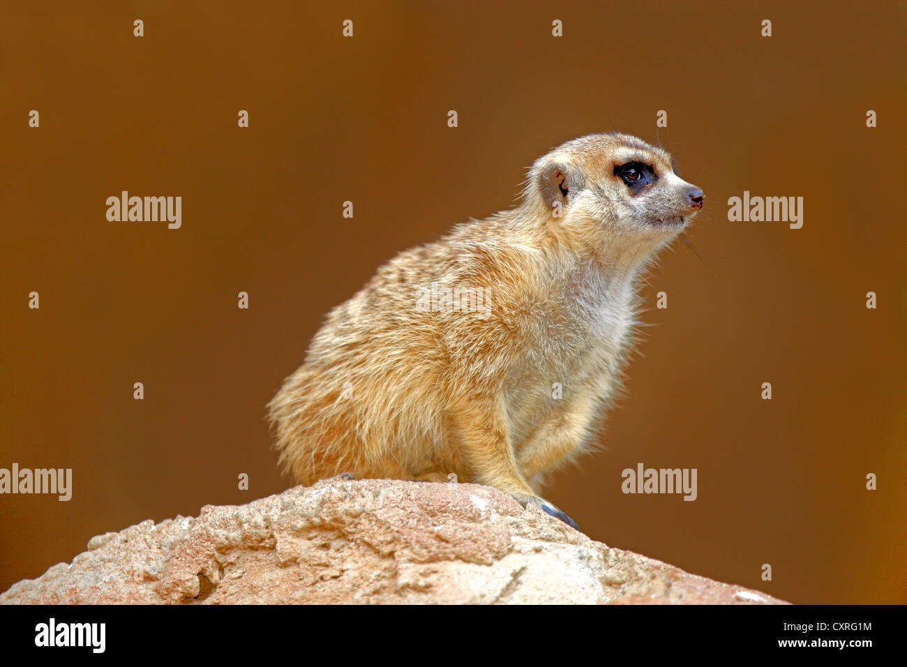 Meerkat (Suricate suricatta) on a rock, Oudtshoorn, South Africa, Africa Stock Photo