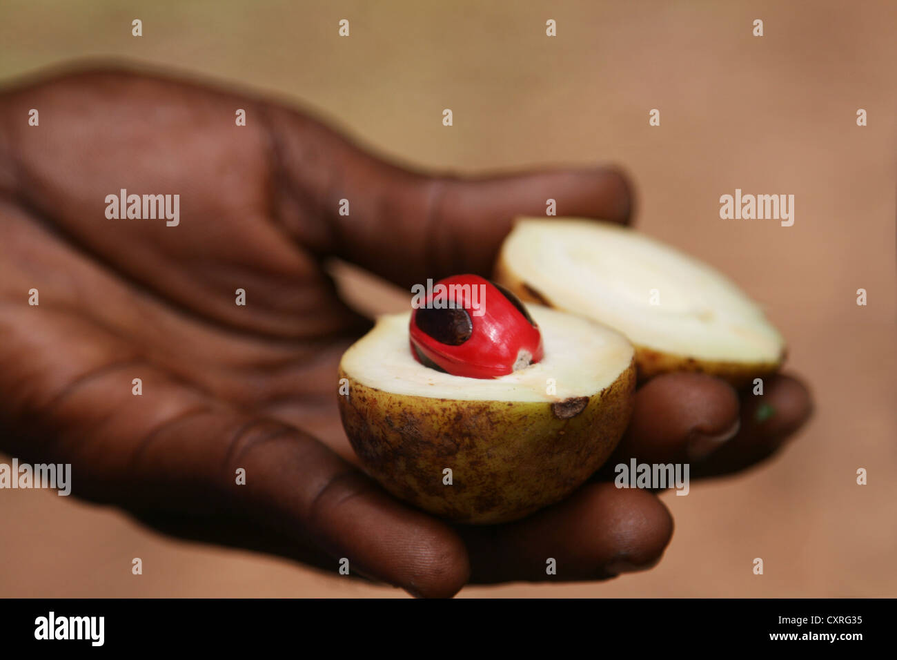 Nutmeg in Zanzibar Stock Photo Alamy