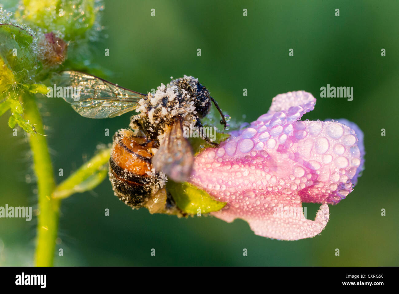 Blooming Greater Musk-mallow (Malva Alcea), in the morning frost, Hesse, Germany, Europe Stock Photo