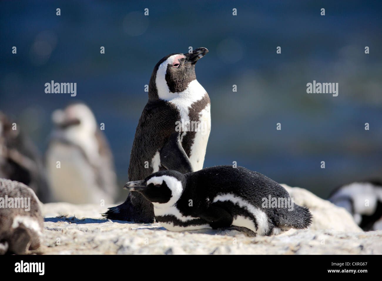 Jackass Penguins, African Penguins or Black-Footed Penguins (Spheniscus demersus), perched and lying on rocks, Betty's Bay Stock Photo