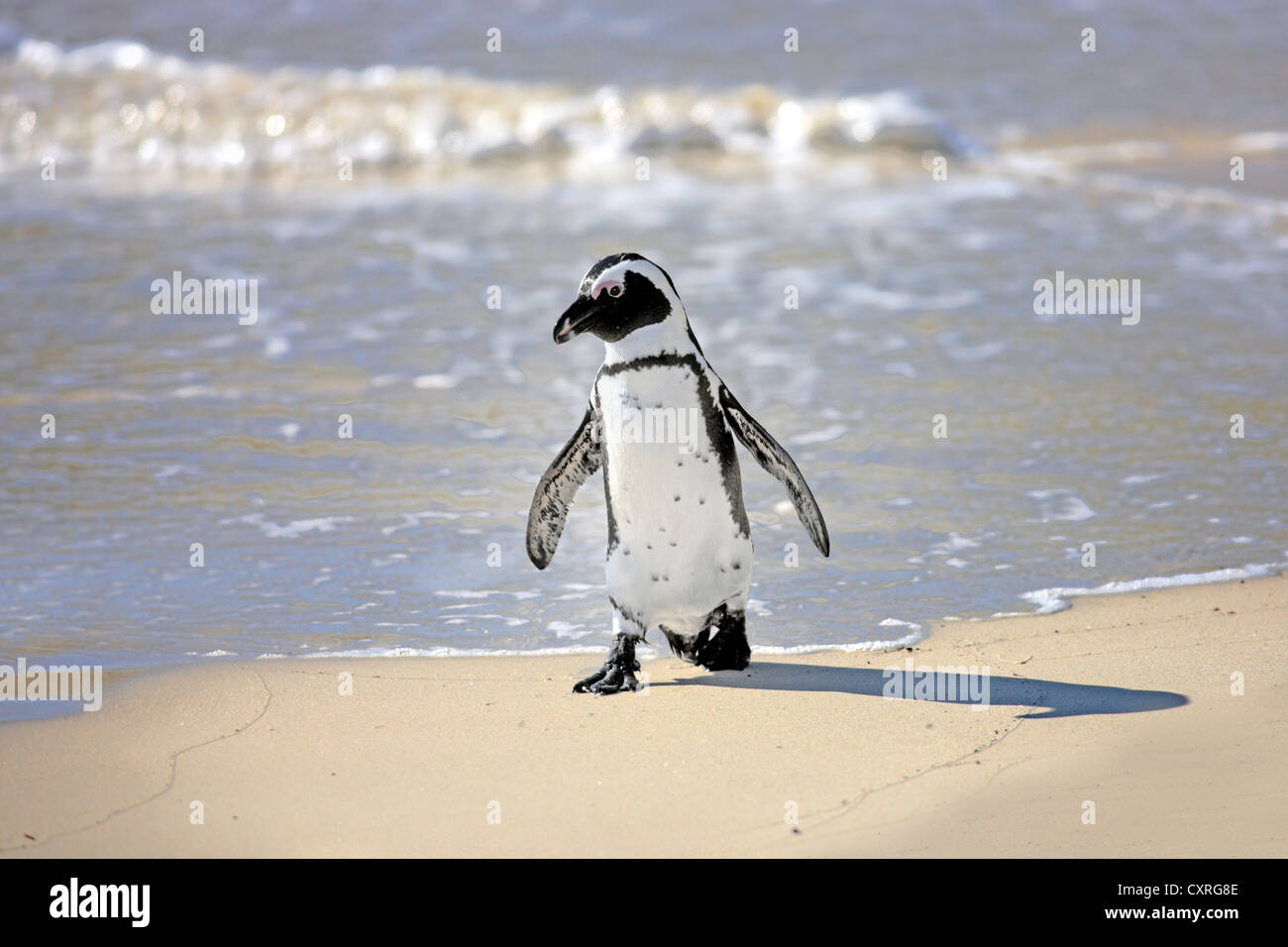 Jackass Penguin, African Penguin or Black-Footed Penguin (Spheniscus demersus), on the beach, Boulder, Simon's Town Stock Photo