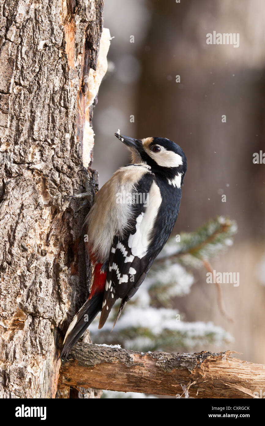 Great Spotted Woodpecker or Greater Spotted Woodpecker (Dendrocopos major), on a tree trunk, Bad Sooden-Allendorf, Hesse Stock Photo