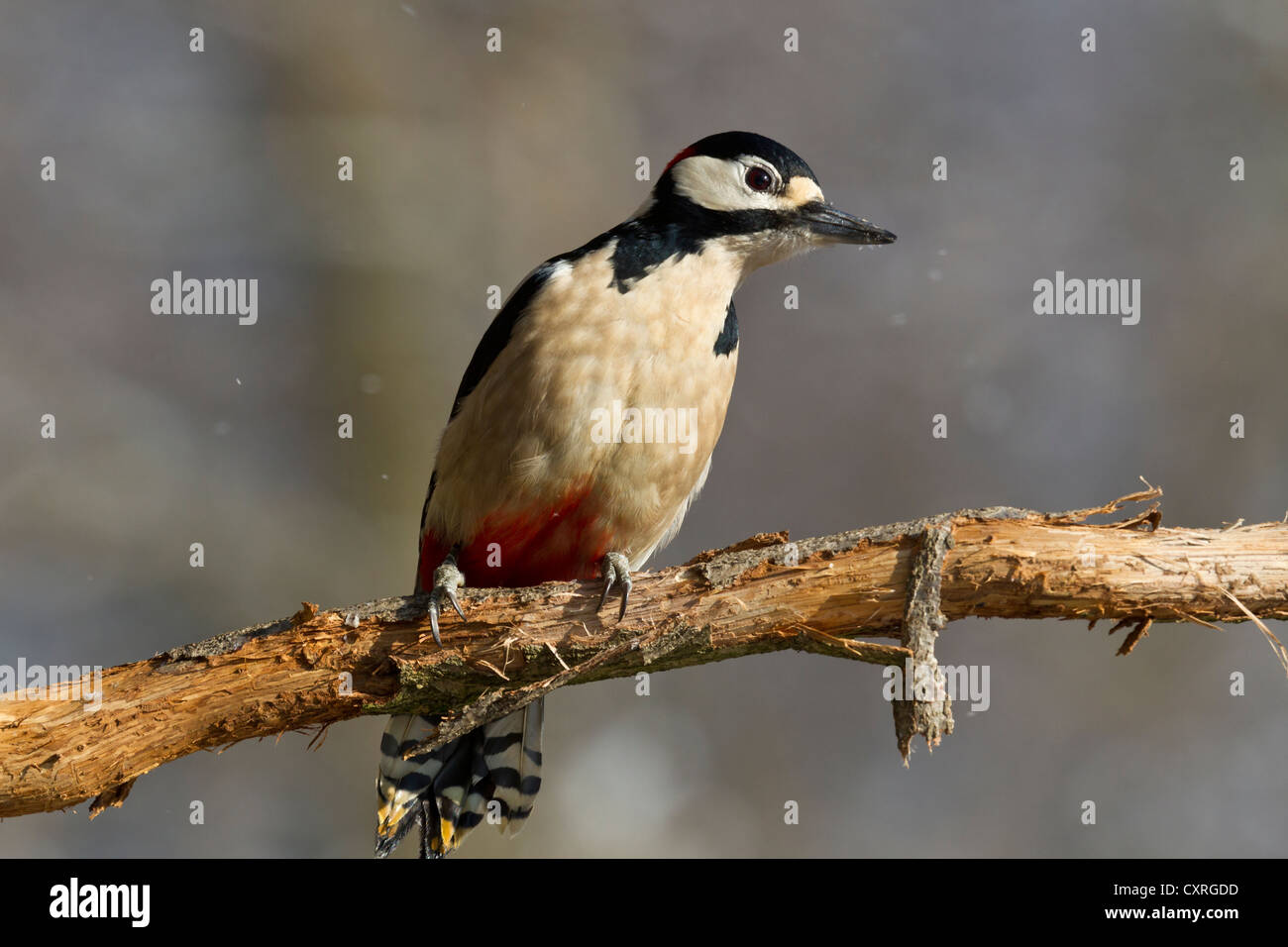 Great Spotted Woodpecker or Greater Spotted Woodpecker (Dendrocopos major), perched on a branch, Bad Sooden-Allendorf, Hesse Stock Photo
