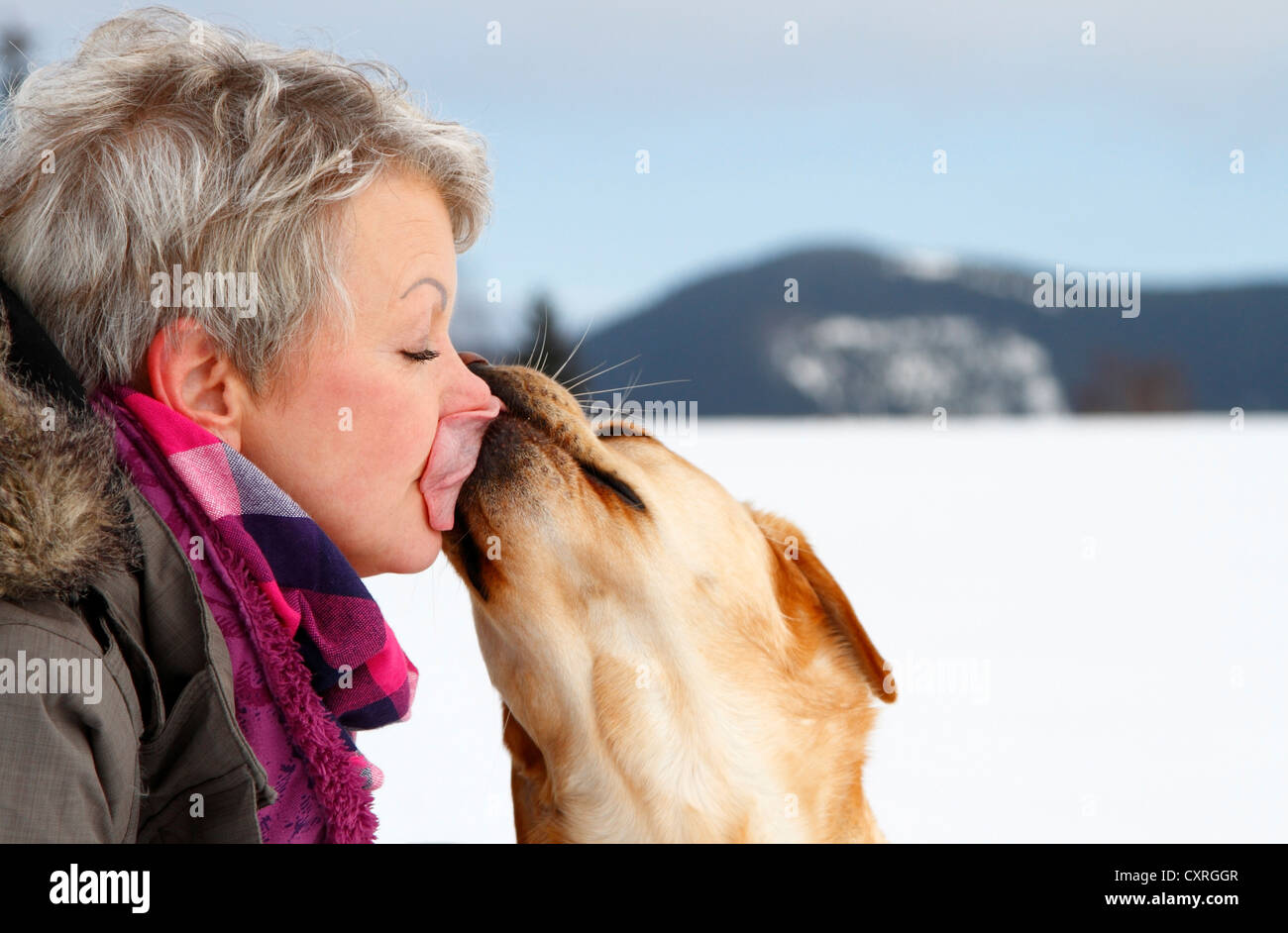 Woman having face licked by Golden Retriever, Thuringia, Germany, Europe Stock Photo