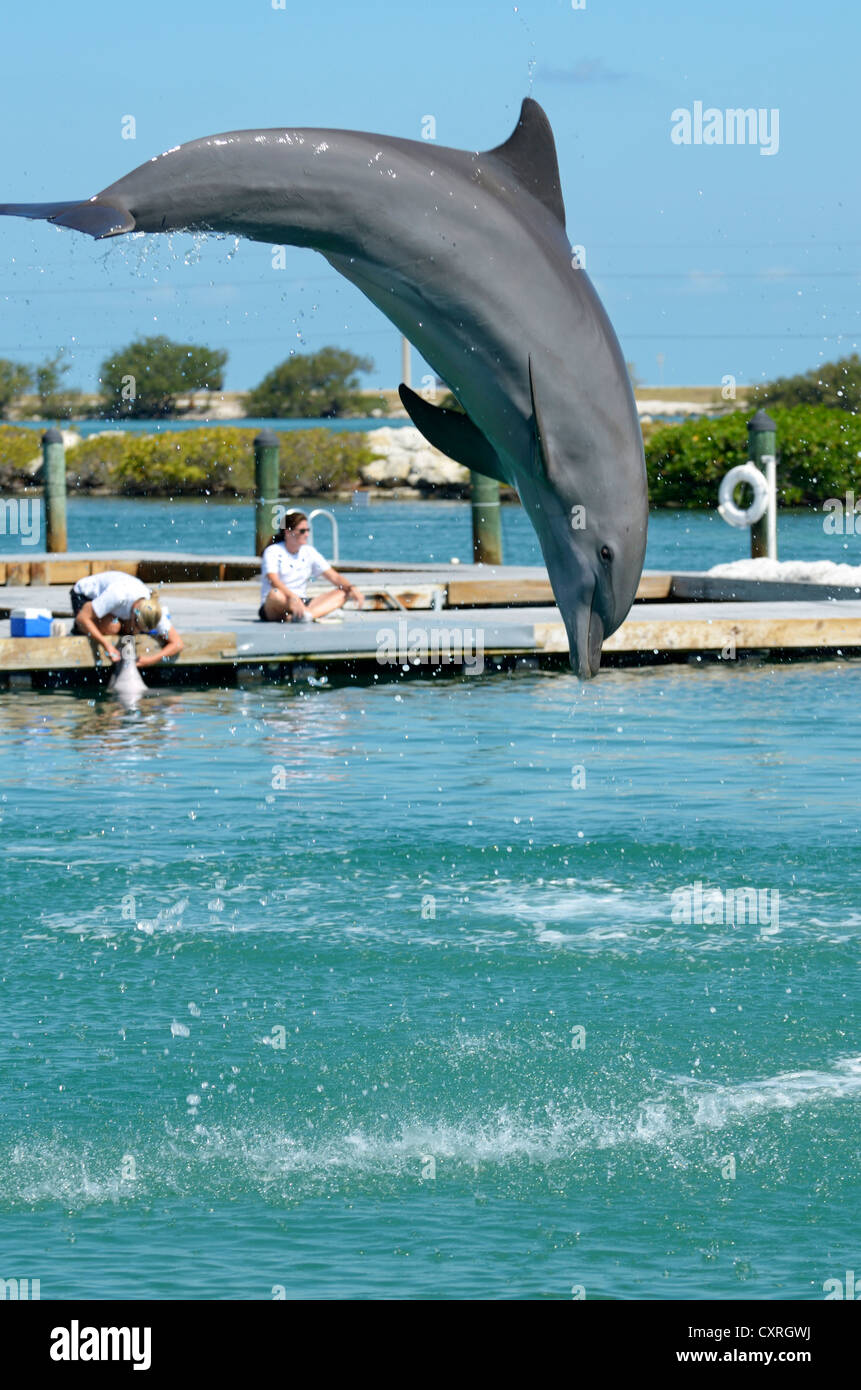 Dolphin show, common bottlenose dolphin (Tursiops truncatus) jumping