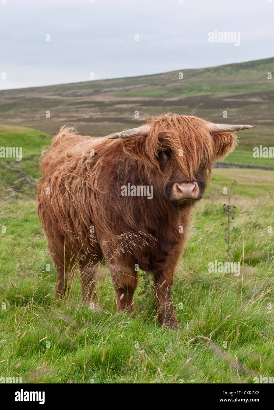 Breed red pedigree beef cow horns hi-res stock photography and images ...