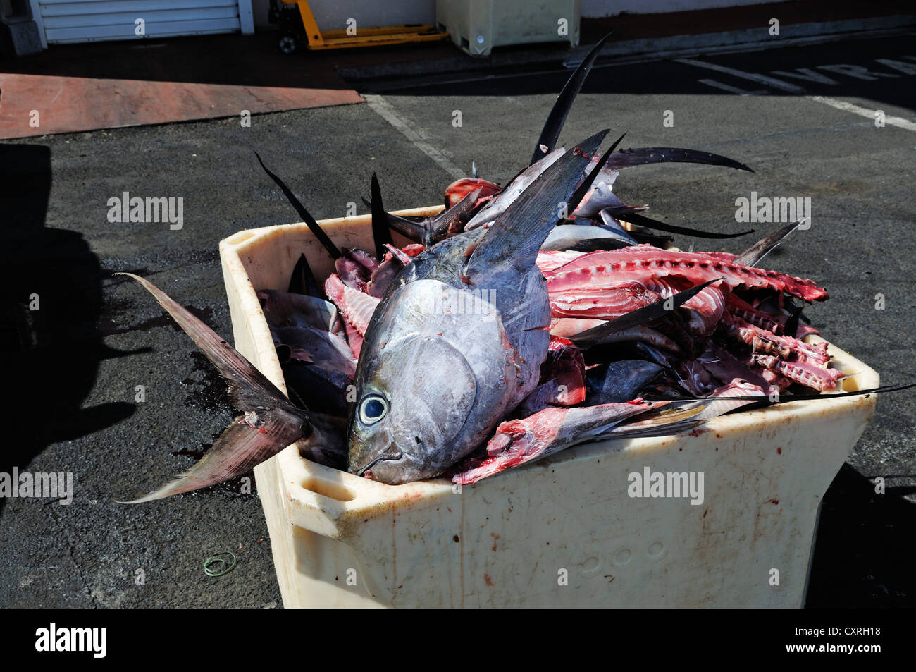 Fish waste in the fishing harbour, Papeete, Tahiti, Society Islands