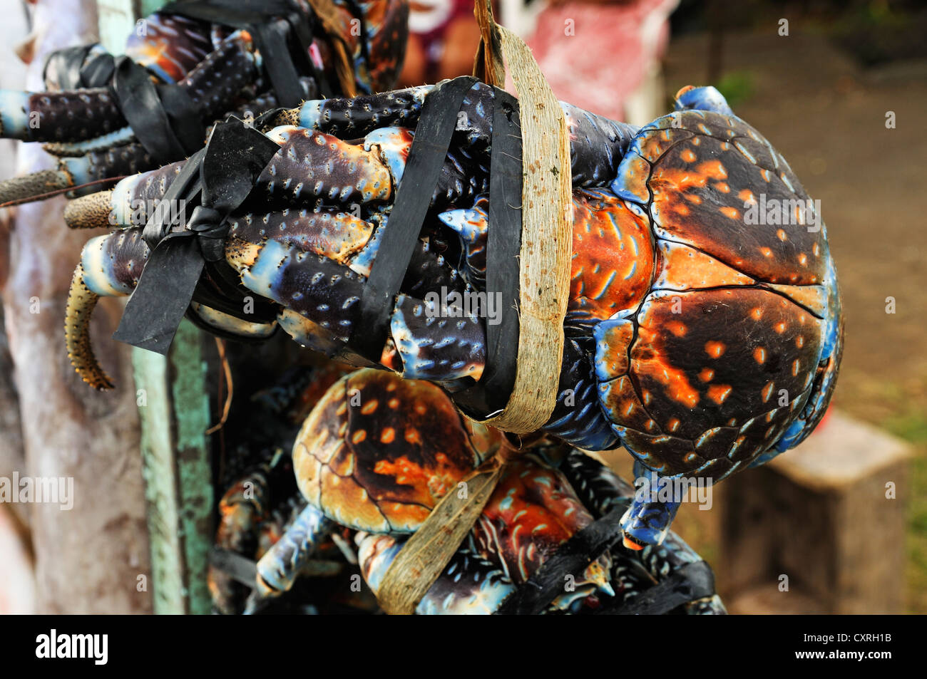 Coconut crab's hi-res stock photography and images - Alamy